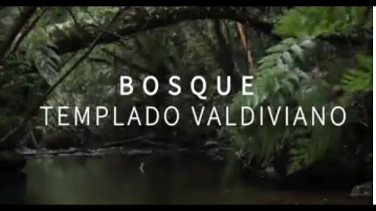 1 Bosque Templado Valdiviano