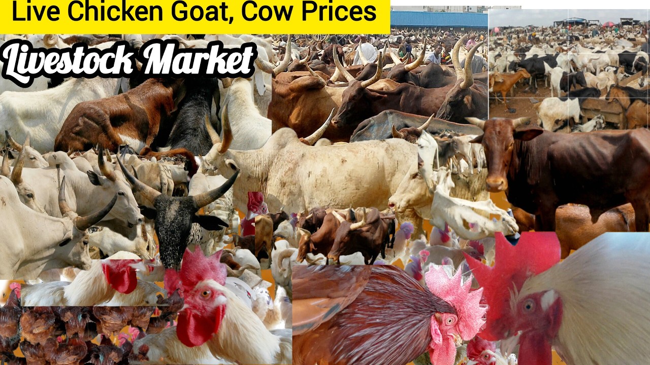 Vlogmas Day 21: Current Price of Livestock in Lagos Market | Live Chicken, Goat & Cow Prices