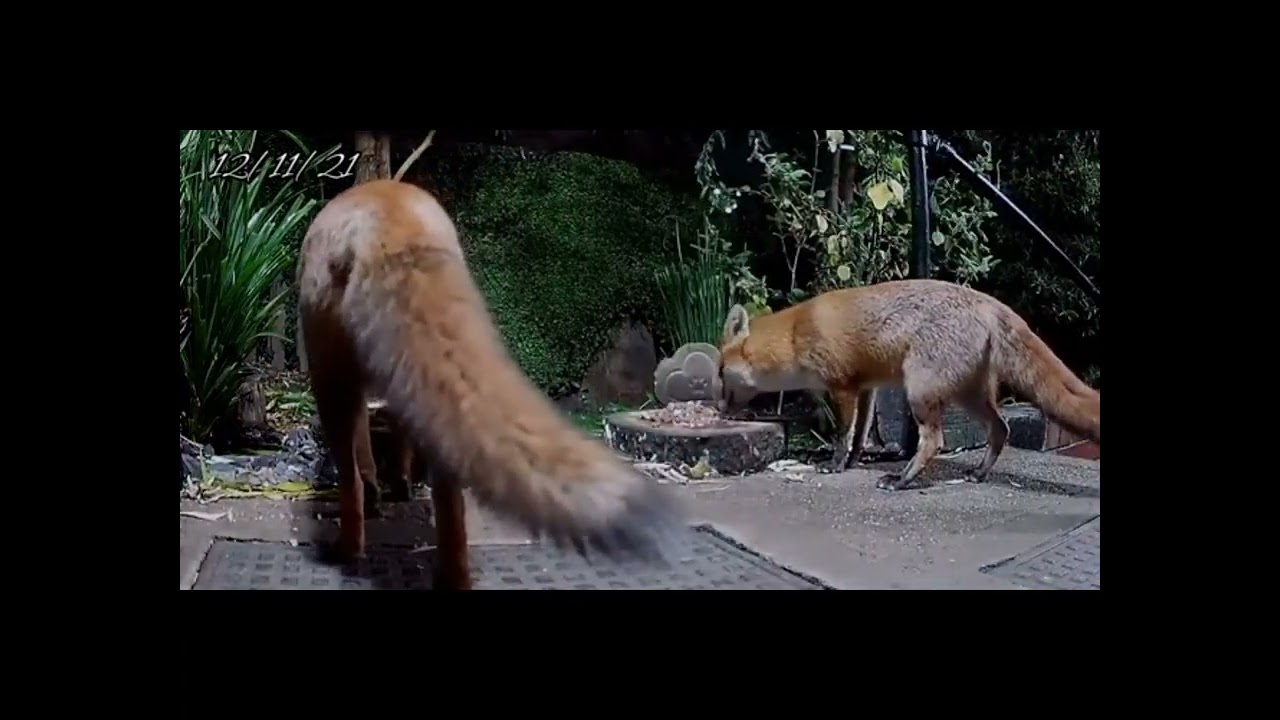 Our very own urban wildlife Part two
