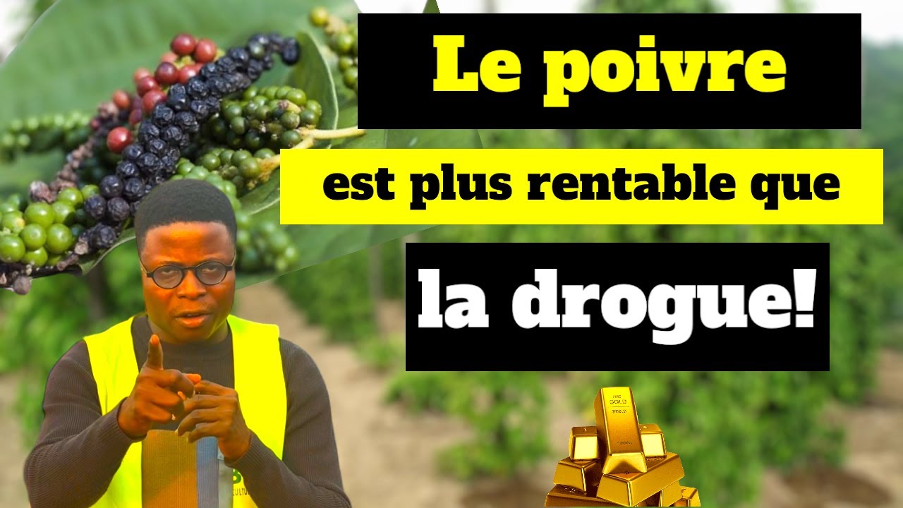 Le poivre est plus rentable que la drogue