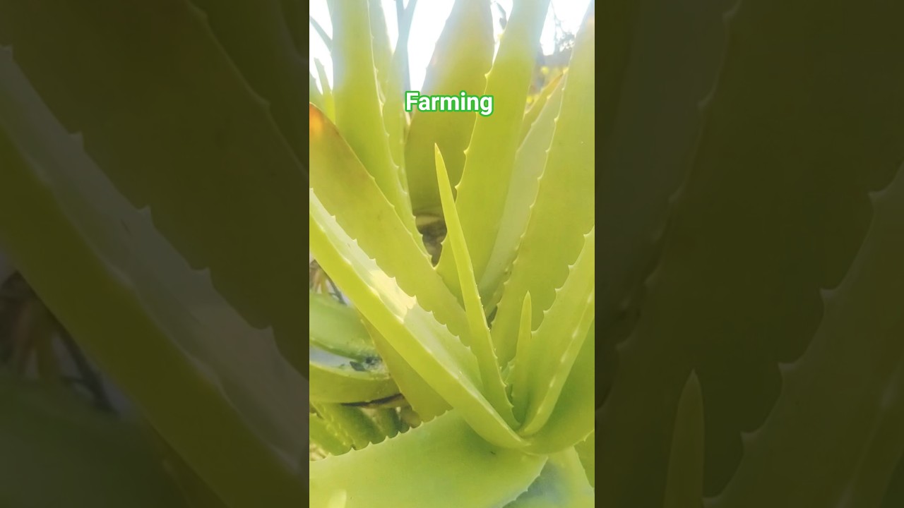 देसी गांवfarming video 