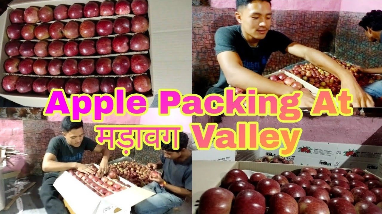 Apple Packing At Maraog Valley//Himachal Pradesh Apple Packing//365 Fun vlog