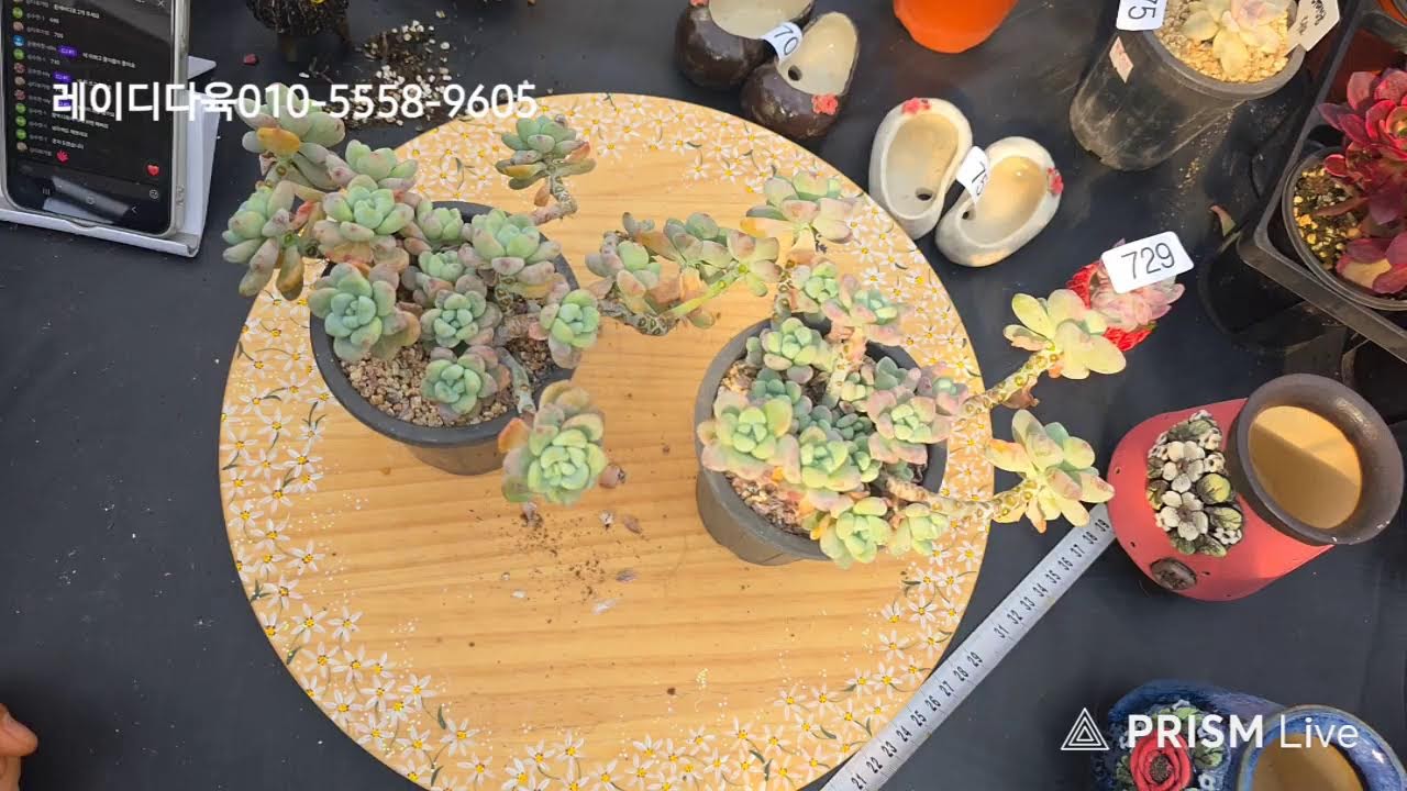 레이디다육 라이브 방송