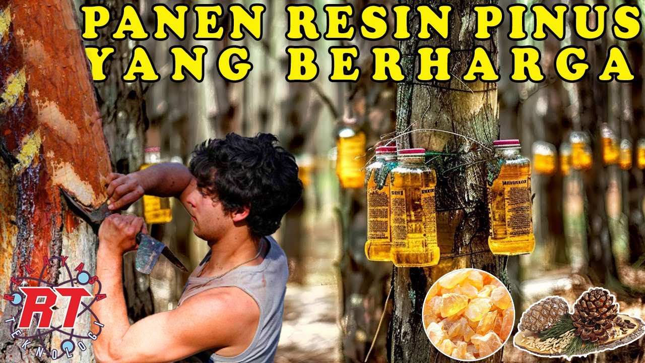 RAHASIA SUKSES! PROSES PEMANENAN DAN PENGOLAHAN RESIN DAN KAYU PINUS BERKUALITAS TINGGI