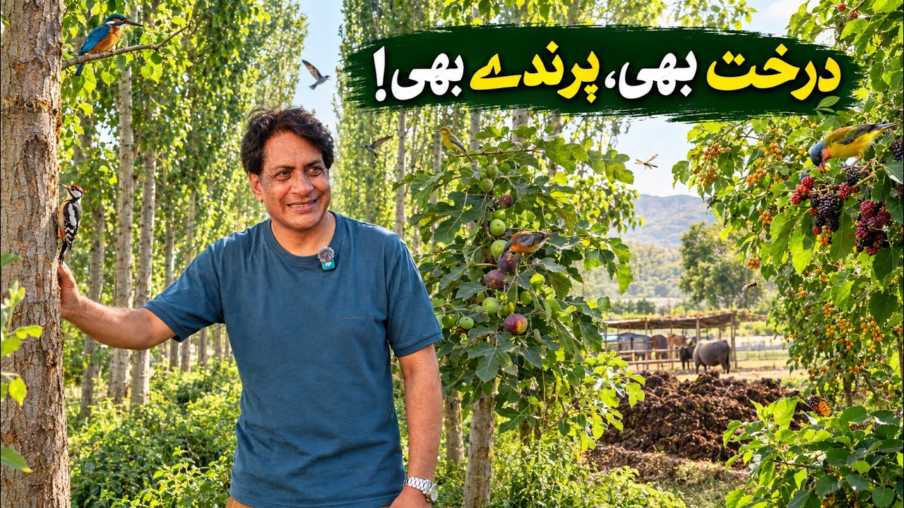 Poplar Forest & Wildlife: How Agroforestry Supports Birds in Pakistan