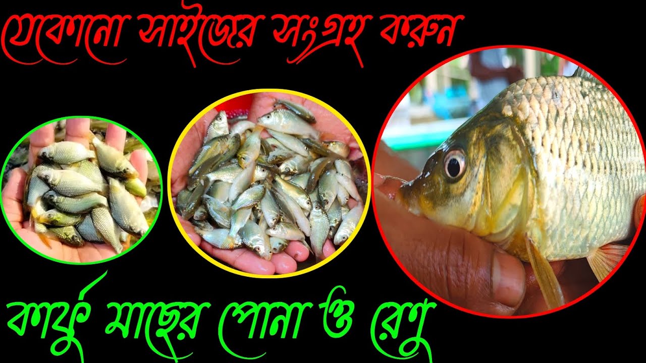 কার্ফু মাছের পোনা। যে কোনো সাইজের আমাদের কাছে পাওয়া যায়। অতি শীঘ্রই অর্ডার করুন।
