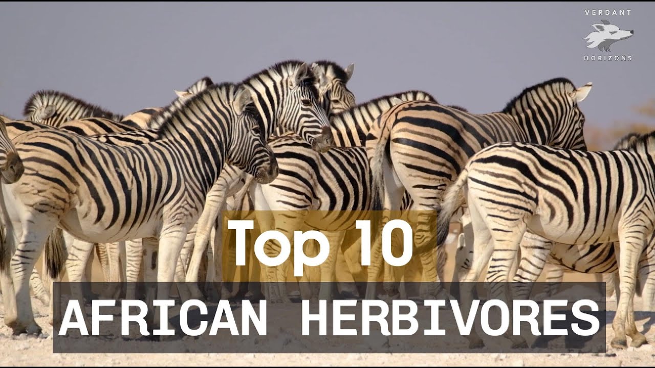 Top 10 African herbivores