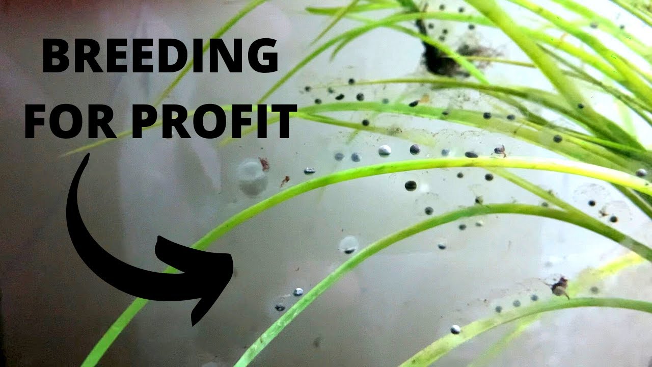 This BUDGET Fish Room Breeds Hundreds Of Fish! (Breeding For Profit)