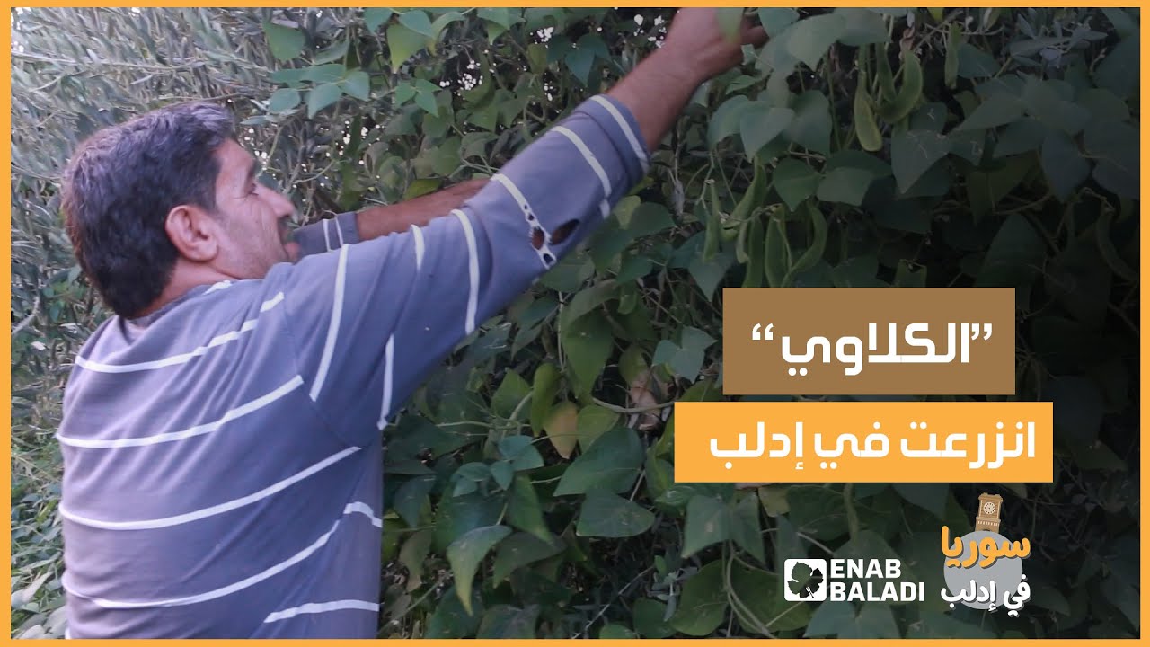 فاصوليا كلاوي.. من المزروعات الشامية تزرع في إدلب