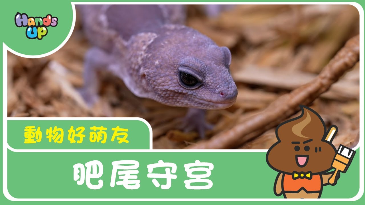 Толстохвостый геккон | Милый друг-животное | Поднимите руки
