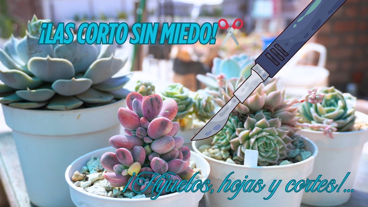 ¡Así reproduzco mis suculentas más únicas! 💥 Hijuelos, hojas y decapitaciones