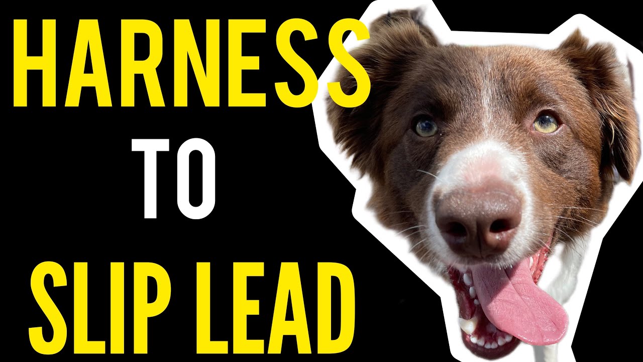 Harness to slip lead amazing result #dog #dogs #dogtraining