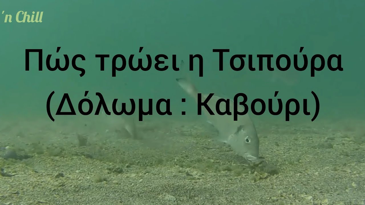Πώς Τρώνε Οι Τσιπούρες | Δόλωμα Καβούρι