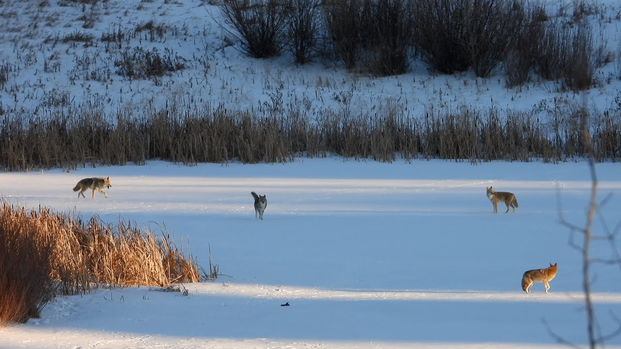 Baby Coyote Siblings Enjoying Christmastime Together (2025 December 22-27)