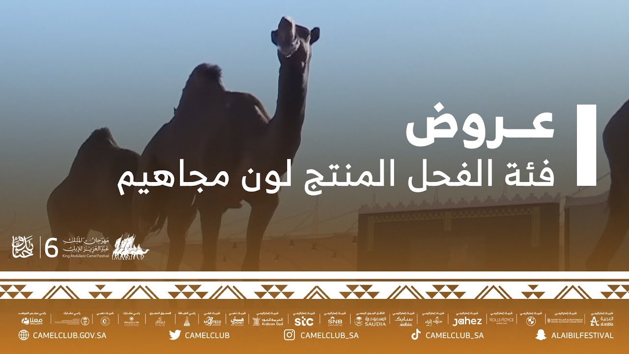 📹 عروض فئة الفحل المنتج للون المجاهيم