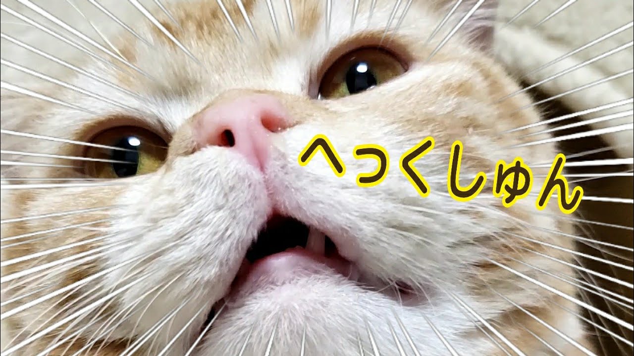 【猫風邪？花粉症？】豪快なくしゃみと鼻水をぶっ放す猫。#shorts