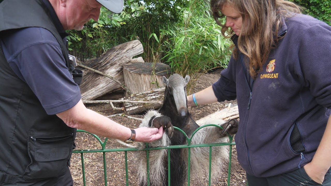 Turner's Tales: Giant Anteater Baby!