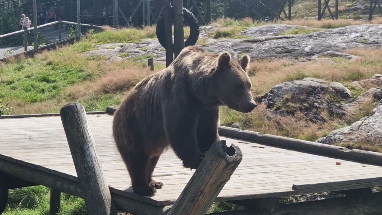 Bjørner i Bjørneparken (Brown Bears at the Bear Park Zoo, Norway) 31.7.2024.