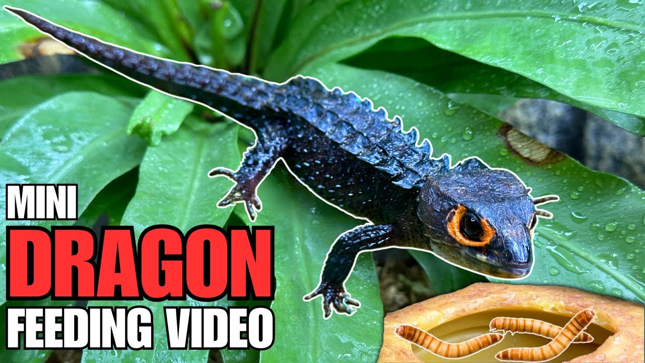 FEEDING my MINI DRAGONS! Tasty Snacks for my Crocodile Skinks!