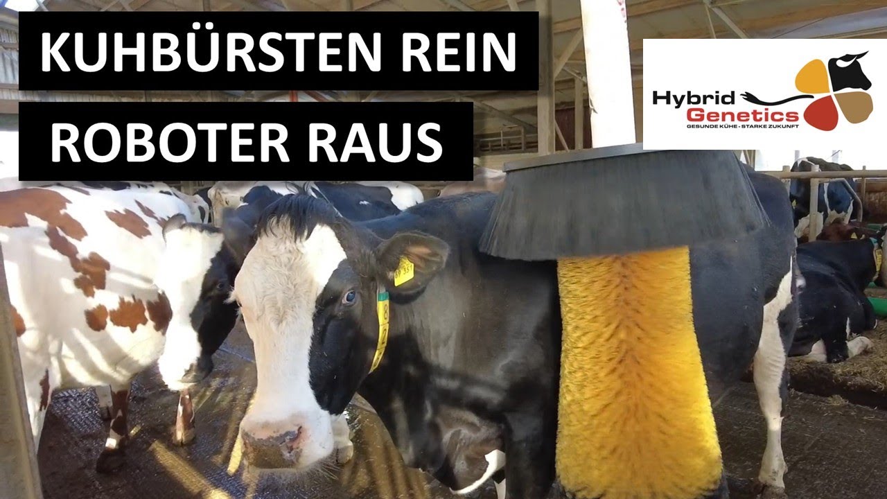 Kuhbürsten rein, Roboter raus   Mehr Wellness im Kuhstall