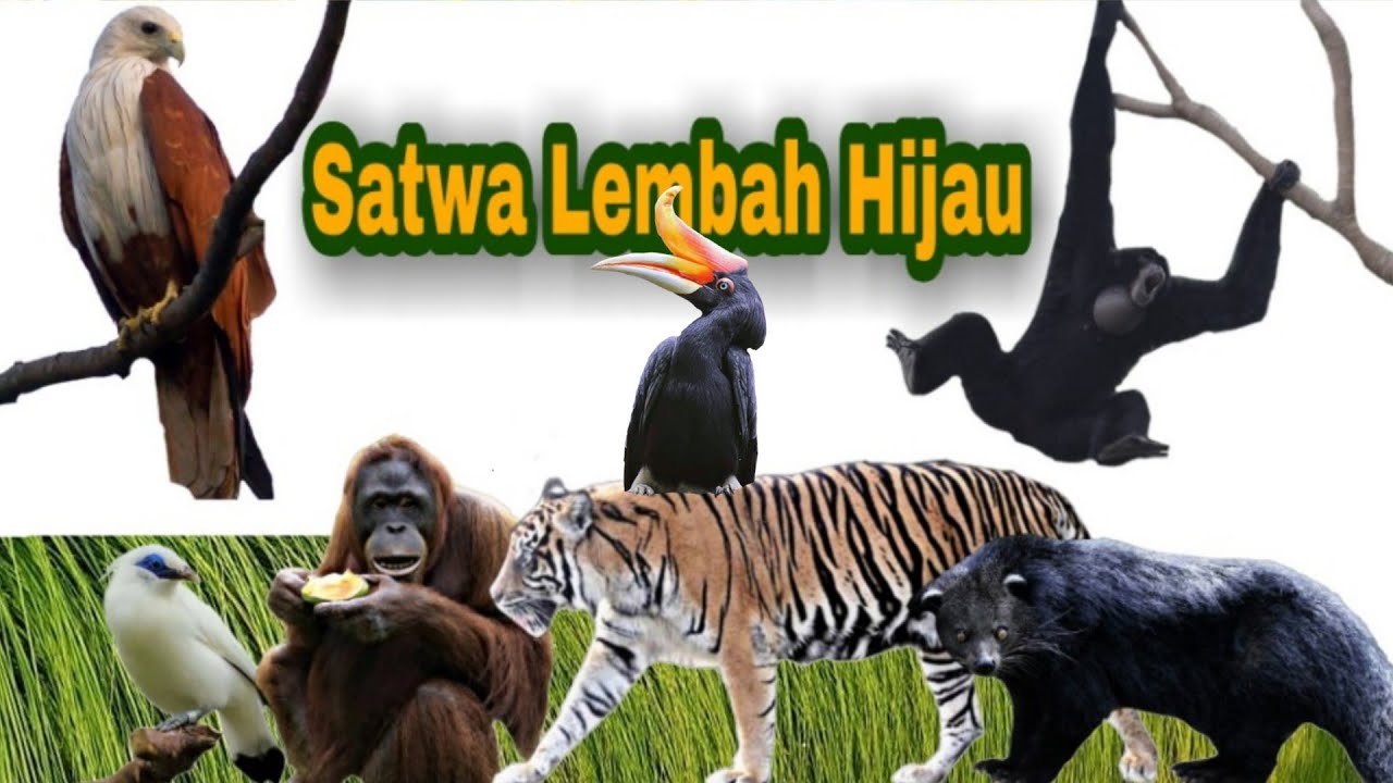 Mengenal Satwa Di Taman Satwa Lembah Hijau Lampung Indonesia