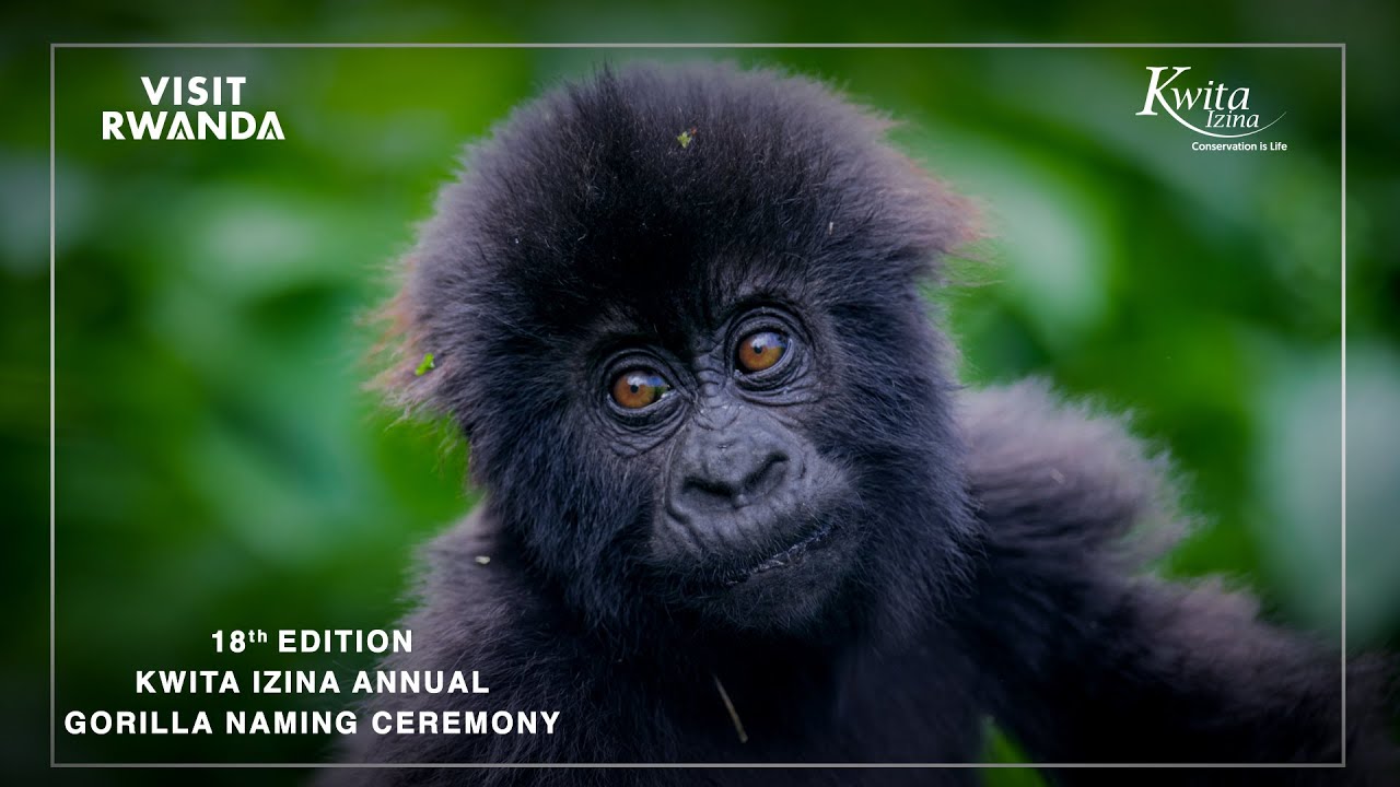 Rwanda's 18th Edition Kwita Izina Gorilla Naming Ceremony | Kinigi 2 September 2022