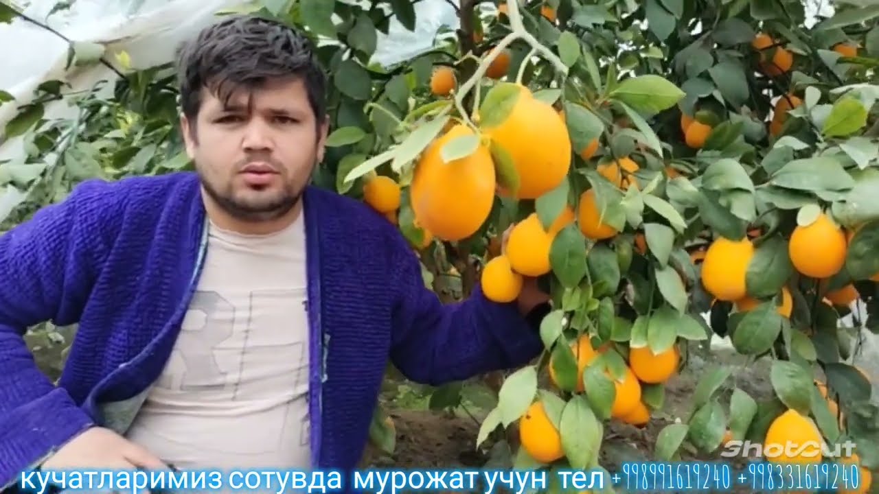 бомба янгилик совукка чидамли лимон кучатларимиз сотувда барча. вилоятларга  тошкент нави