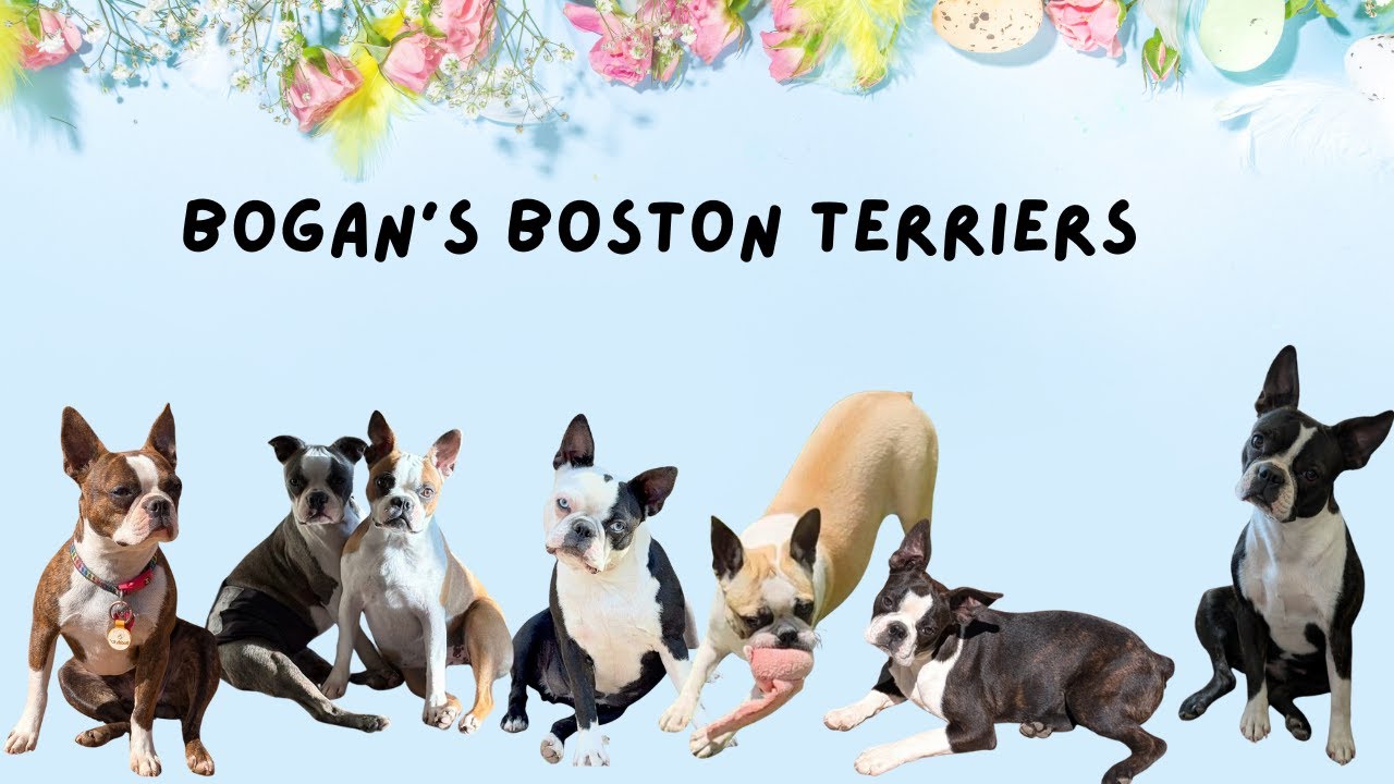The Joys of Owning a Pack of Boston Terriers: Laughs Guaranteed! 🤗🐕