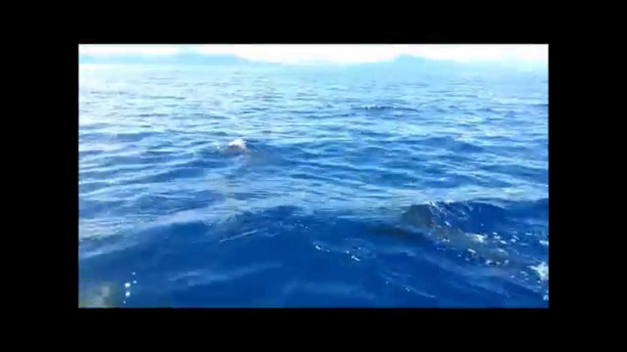 Sulawesi 2014 aftermovie