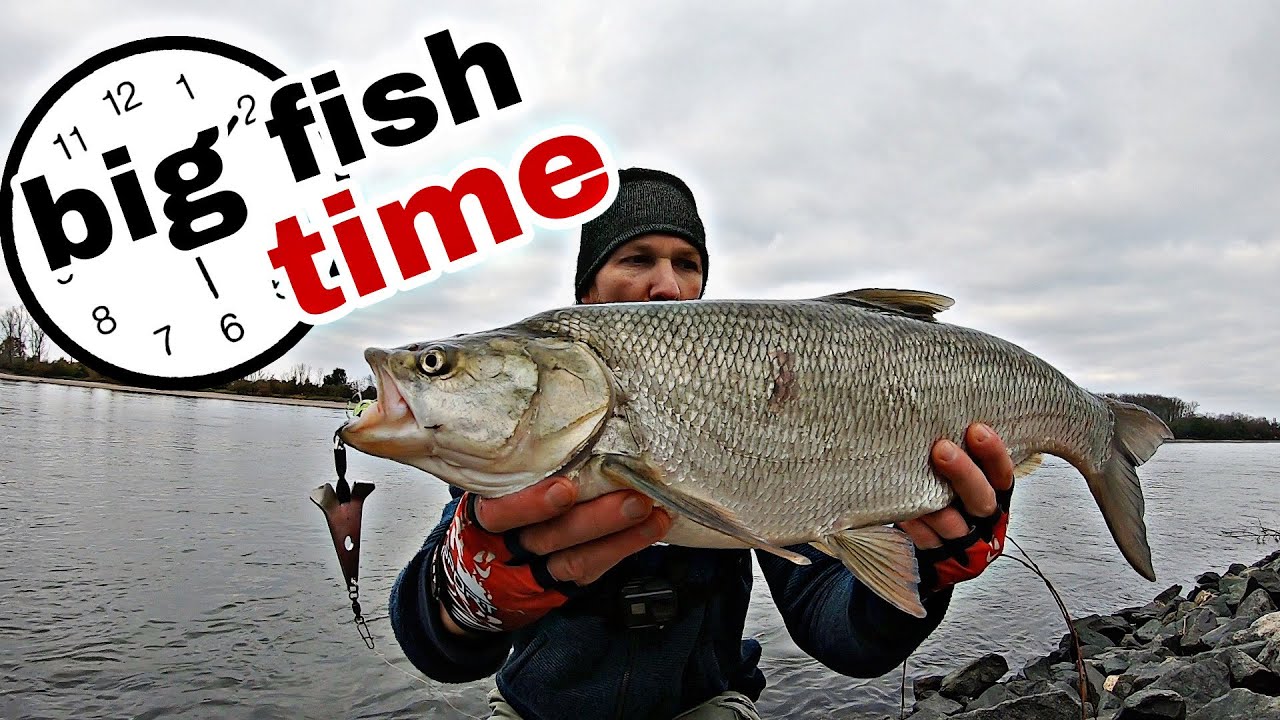 Rapfen Angeln am Rhein im November mit BIG FISH Flügelblinker.
