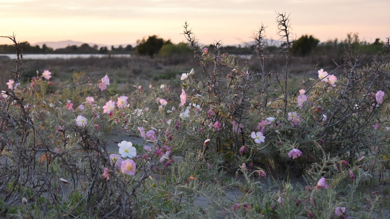 Tweakers and Evening-Primroses of Antioch, California