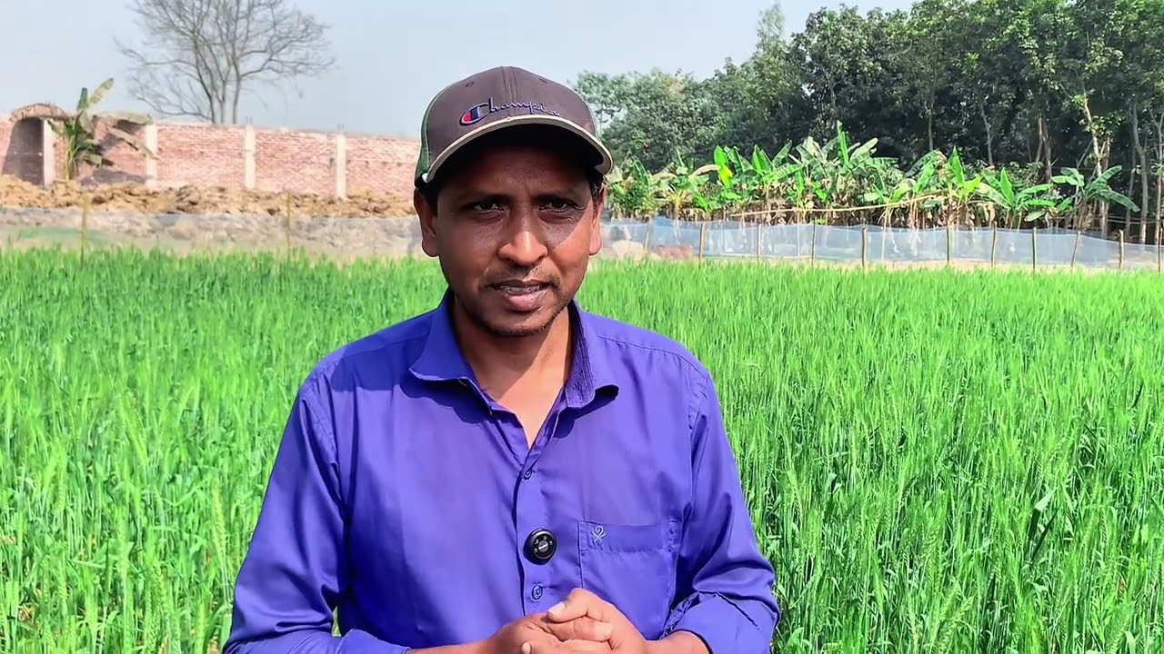 ছোট্ট জমিতে গম চাষ কম খরচে বেশি লাভ। 