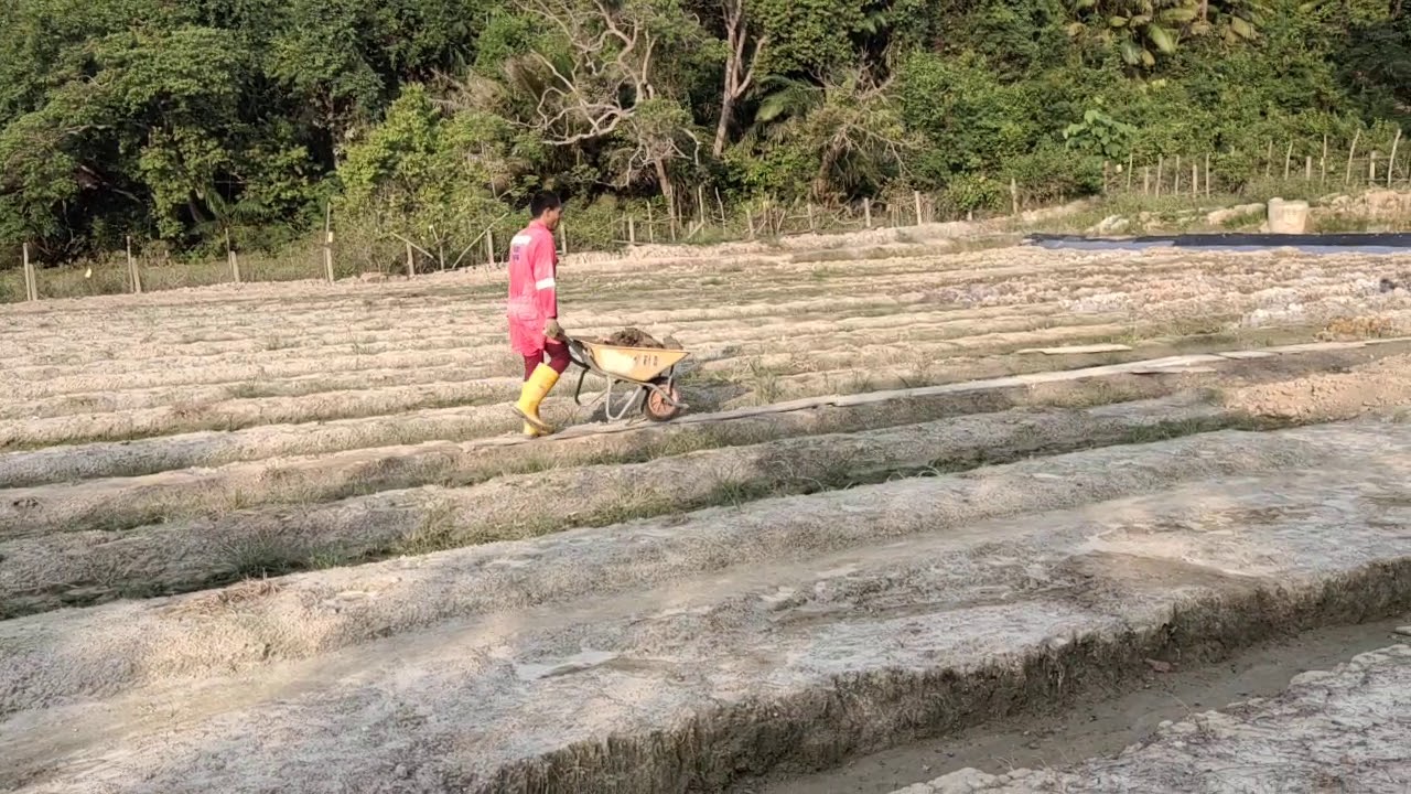 1)Persediaan batas tanam cili api kampung
