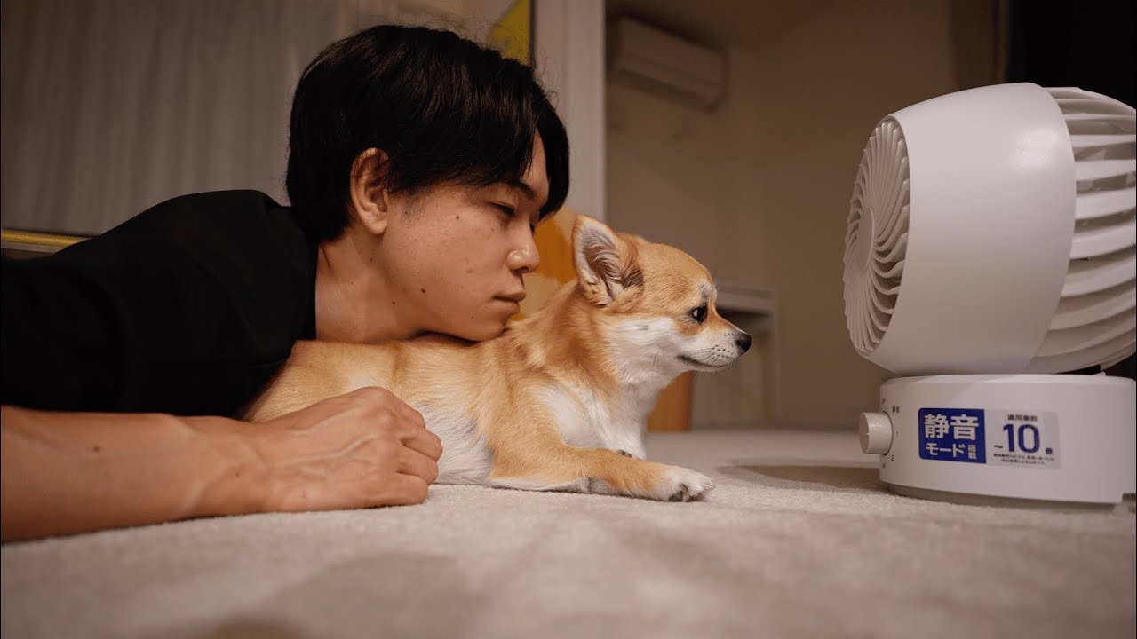 ちわ柴のこつめと過ごす夏が始まってしまいそうな予感
