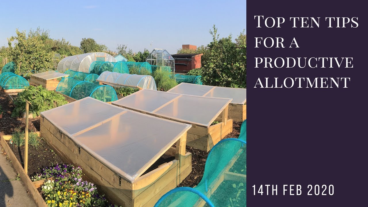 Top ten tips for a productive allotment