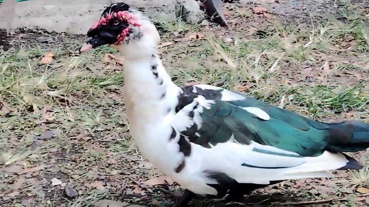 A BIG MALE DUCK🪿