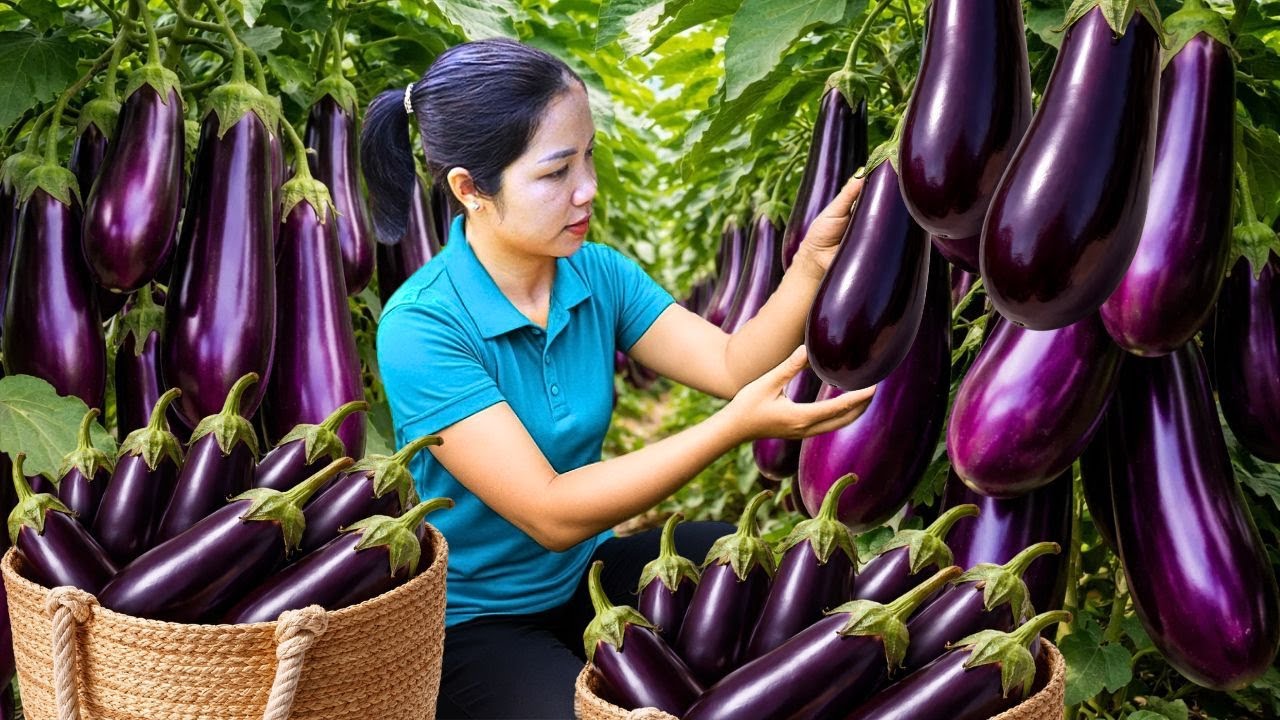 Harvesting Over 1000 kg Of Giant Eggplants On A Rugged Hillside To Sell At The Market