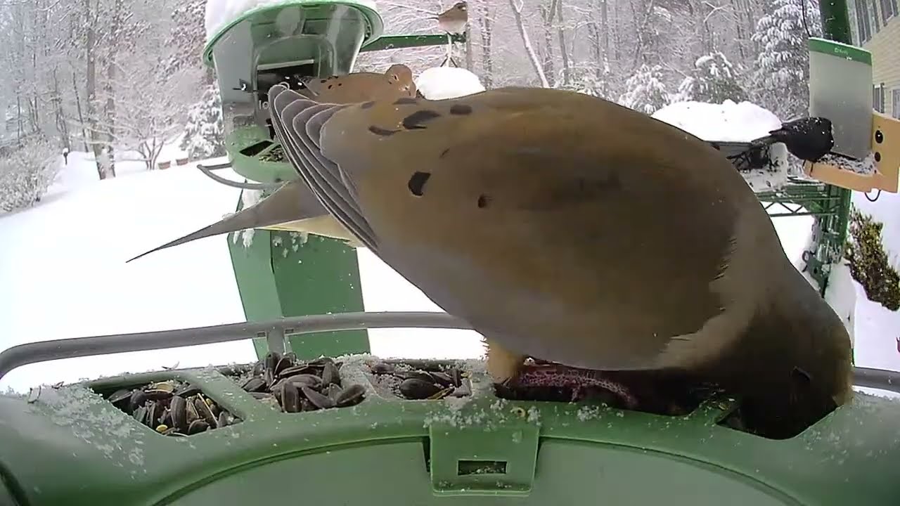 Super Triple Feeder in New England! More snow means very active feeder! Real birds, live no AI!
