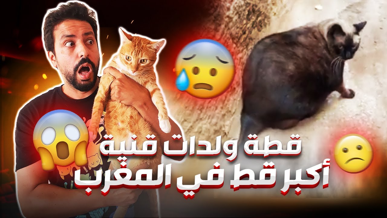 Black Moussiba || 😅😱😨 معجزة لا تصدق ، قطة ولدات جوج قنيات اكبر قط بالمغرب