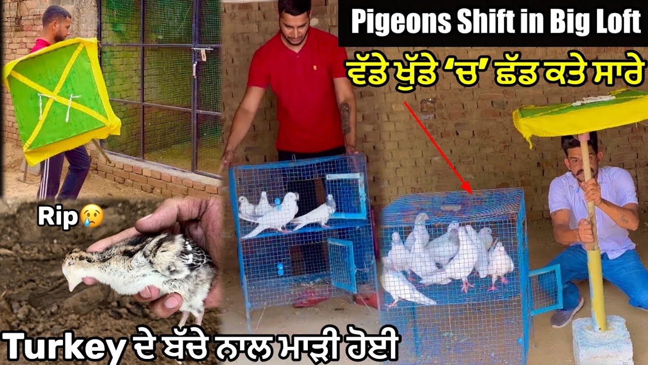 ਸਾਰੇ ਕਬੂਤਰ Master ਖੁੱਡੇ ‘ਚ’ Shift ਕਰਤੇ || Turkey Da Baby Marr Gya😢|| #pigeon #kabootar #petsvlog