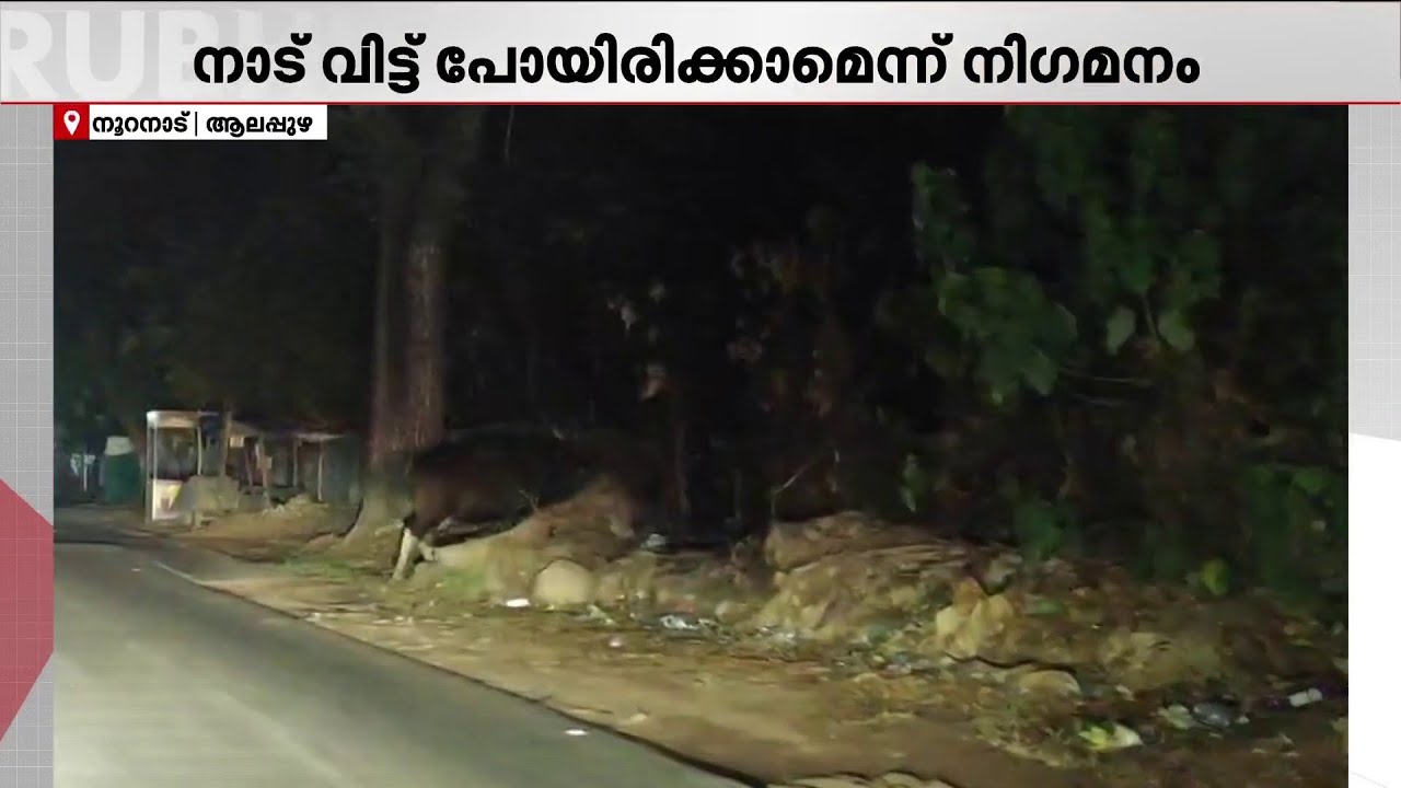 കാടില്ലാ നാട്ടിൽ കാട്ടുപോത്ത് ഇതെവിടെന്ന്..? നാടുവിട്ടെന്ന് വനംവകുപ്പ്!! നാട്ടുകാർ ഭീതിയിൽ