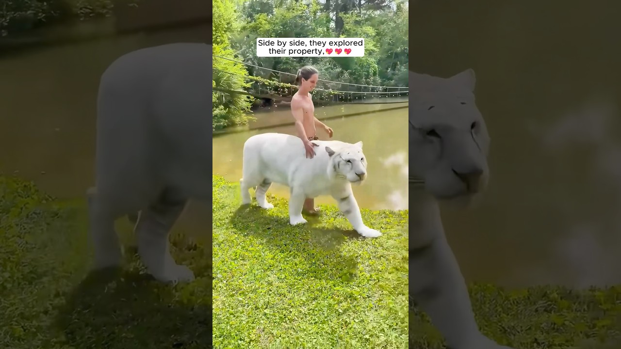 This family adopted a lost white tiger cub and raised him with love
