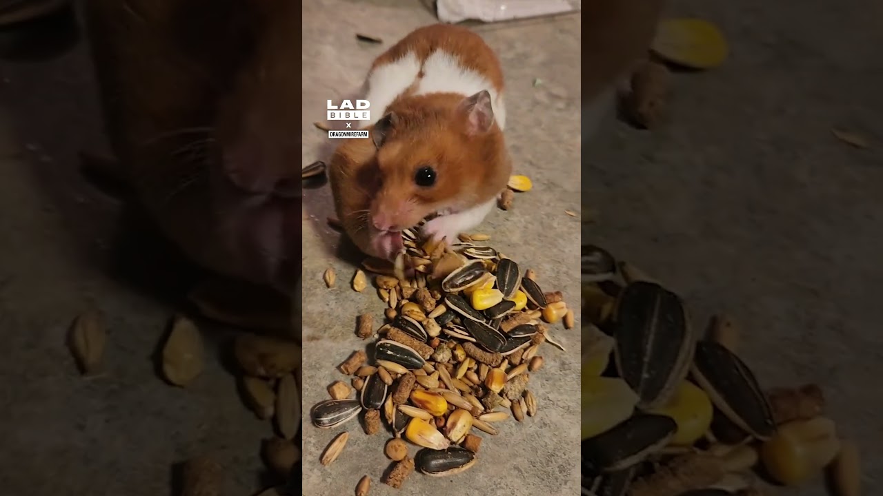 Hamster emptying cheeks 😲 (🎥: TT/ dragonmirefarm x contentbible)