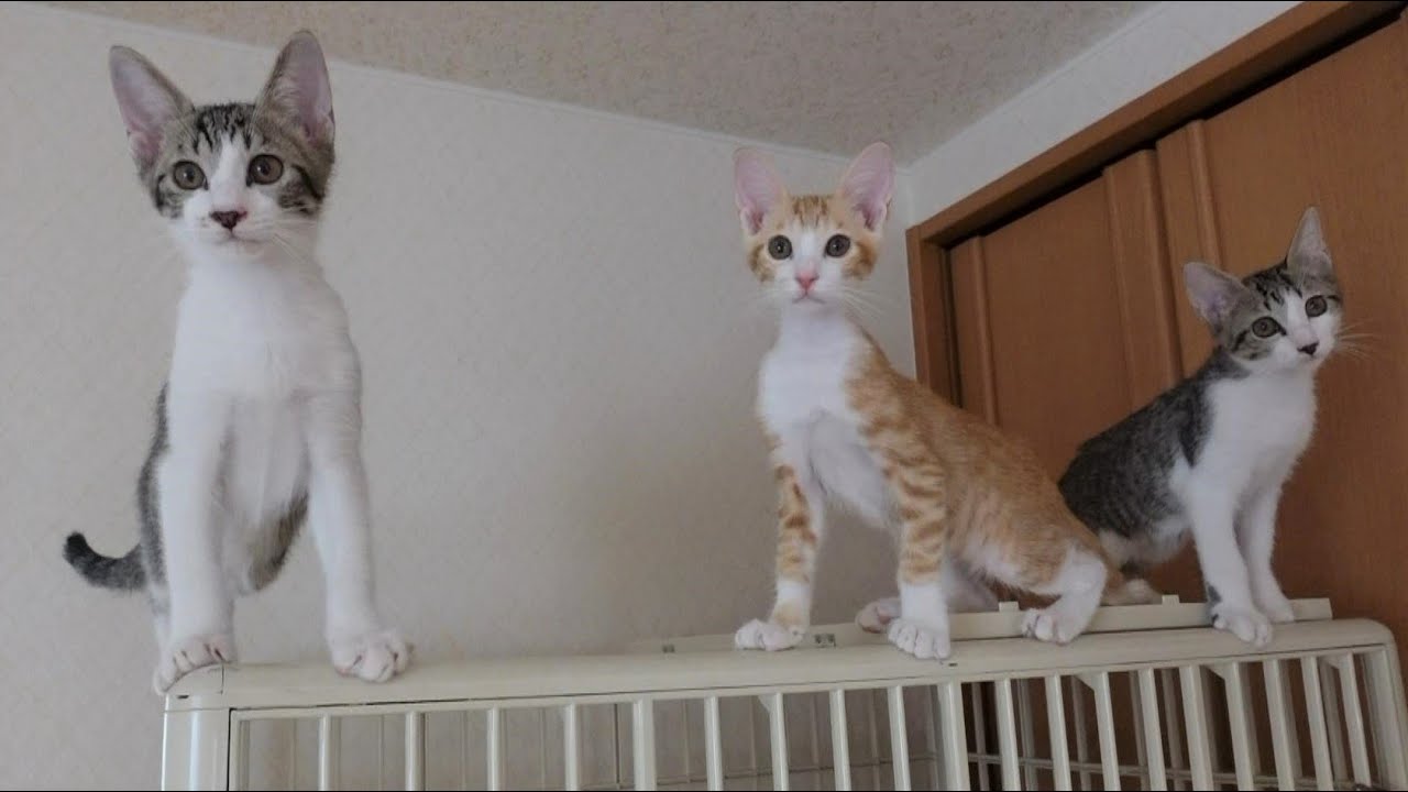 ちっとも反省してない子猫たち