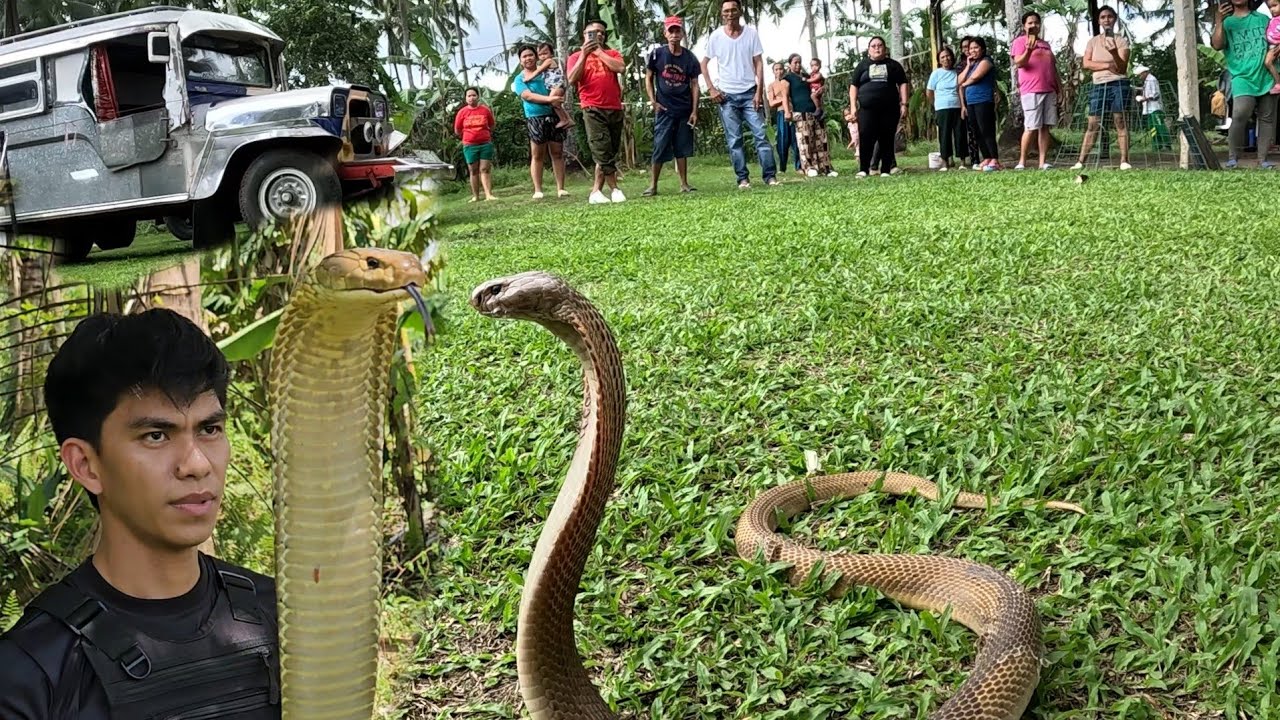 MATAPANG NA COBRA SA BUDEGA NG RESORT