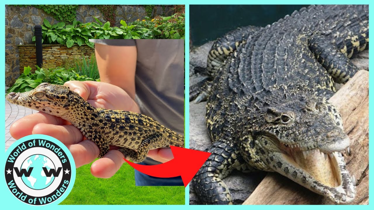 Most UNBELIEVABLE animal transformation ever caught on camera! BEFORE & AFTER GROW UP