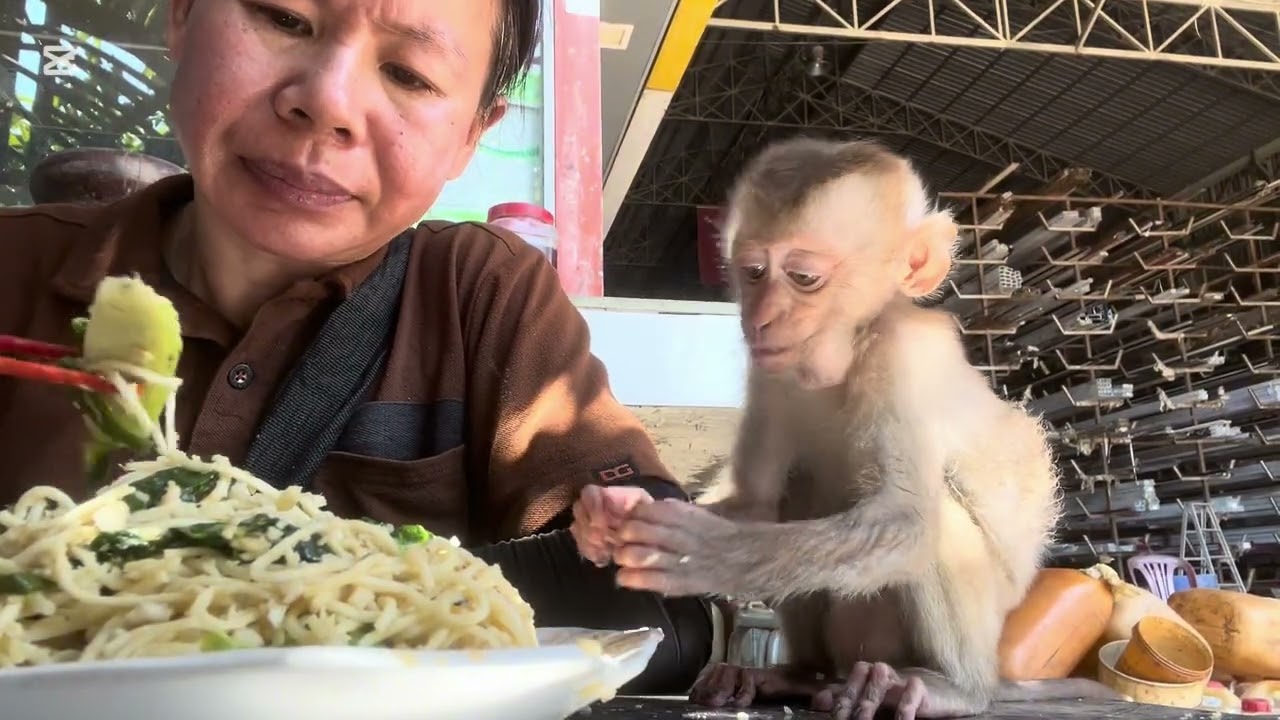 Mary eats fried noodles with Mommy #animals #monkey #asmr