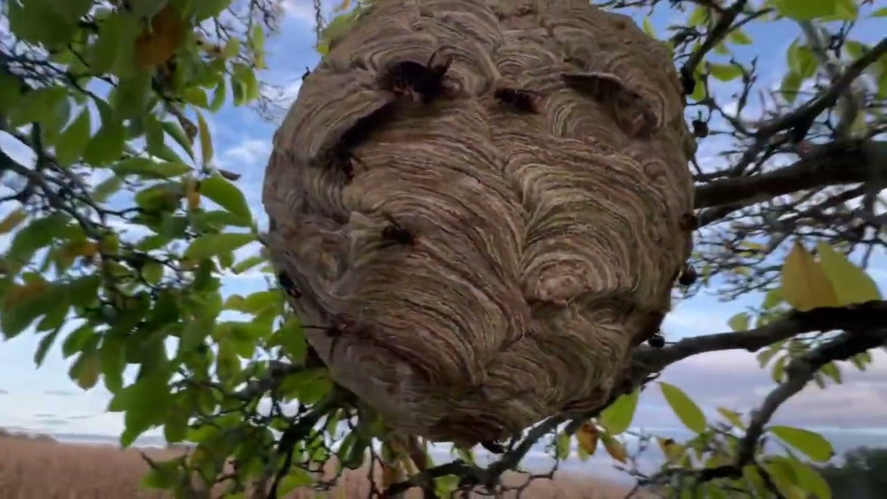 Surprise mortelle : Nid de frelons installé en plein passage !