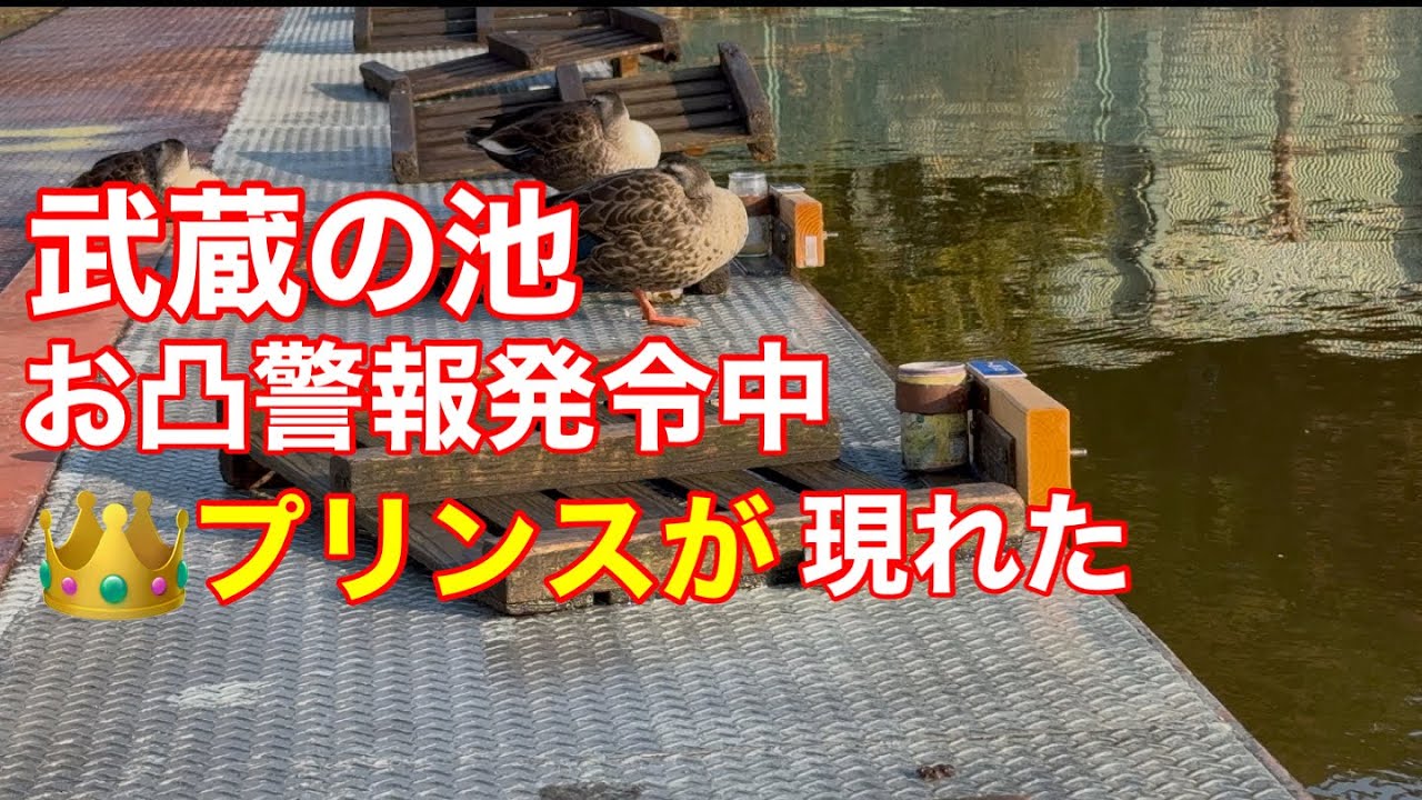 2025/3/9 今日は武蔵の池にやってきました。西桟橋で段底をやります。前回武蔵に来たときはお凸でした。不安な私をプリンスが助けに現れました！