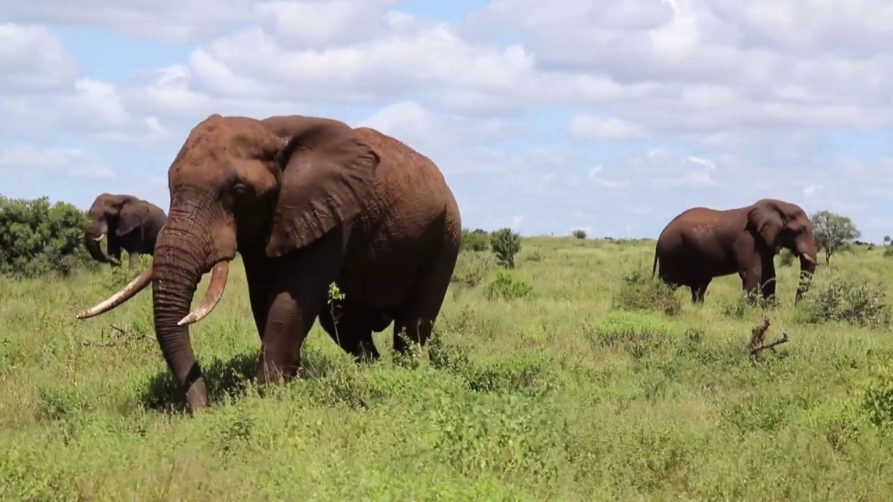Roaming Elephants on the African Plains | Elephant Wildlife Sightings